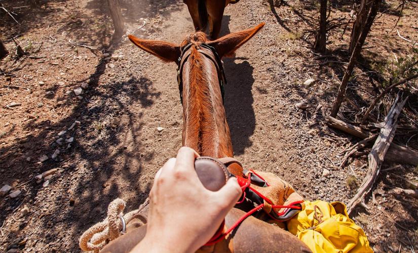 Cabo Horseback Adventure