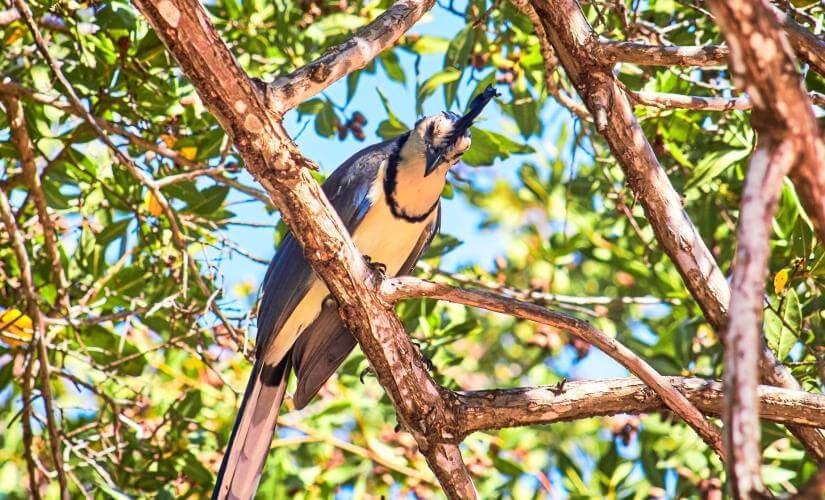 Huatulco Birdwatching Guided Exploration