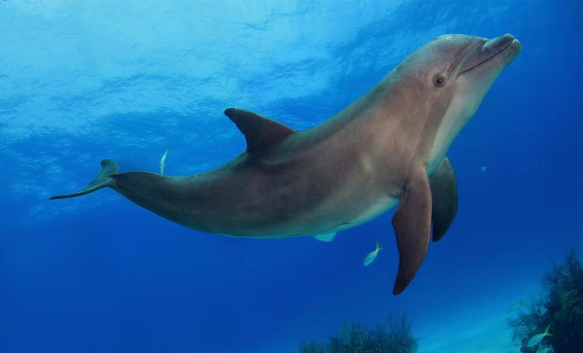Wild Dolphins and Eco Snorkel