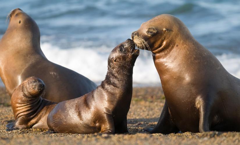 Exclusive Wonders of Peninsula Valdes (Exclusively for Distinctive Voyages)
