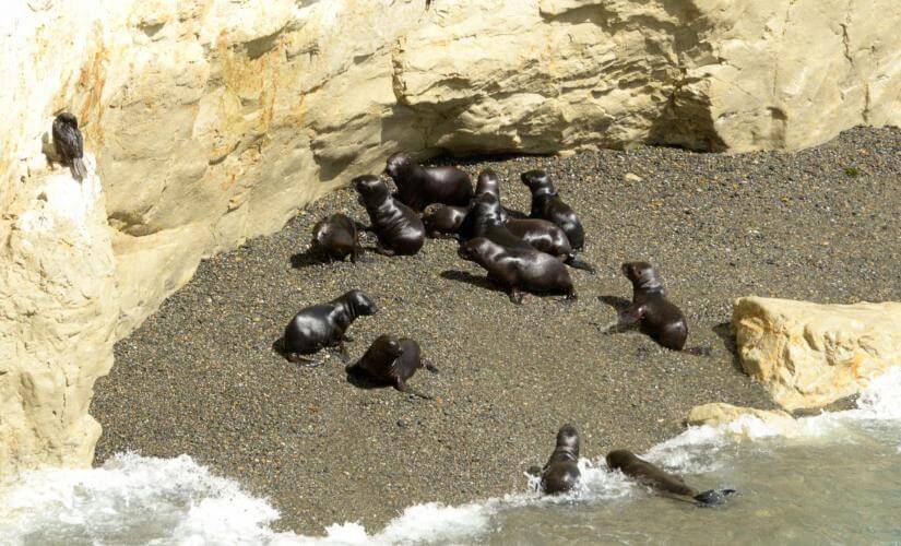 Punta Loma Nature Reserve Marine Fauna Sightseeing