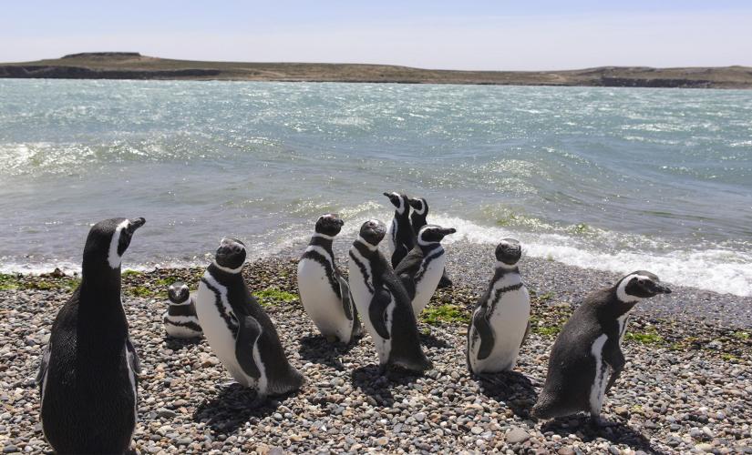 Punta Tombo Penguin Rookery