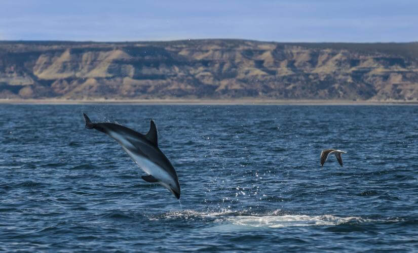 Private Dolphin and Marine Life Spotting by Semi-Rigid Boat