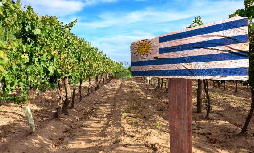 Private Vineyard and Uruguayan Tannat Wine Tasting
