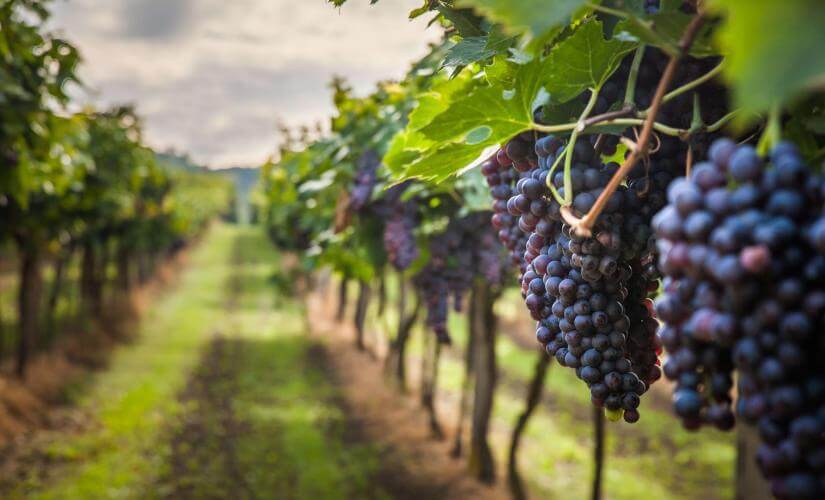 Tannat Wine from Montevideo