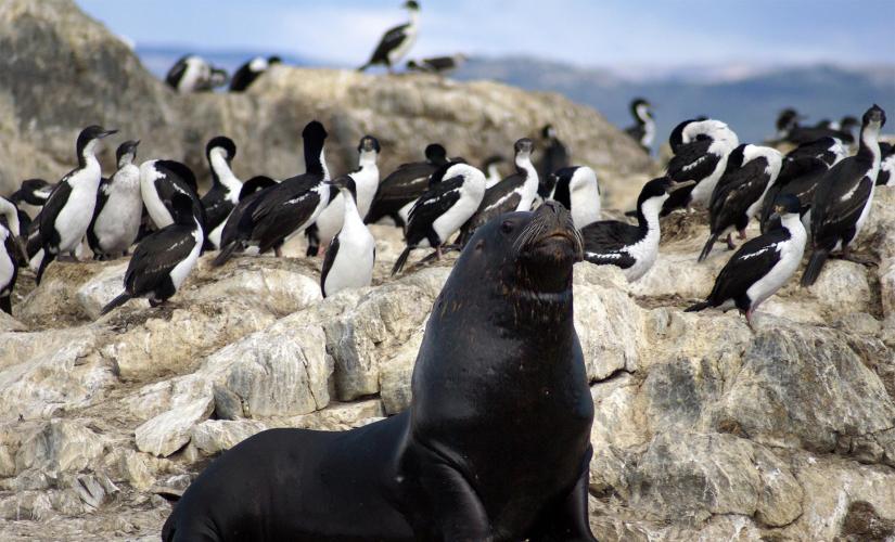 Beagle Channel Catamaran To Sea Wolves Island Tour in Usuaia (Tierra Del Fuego)