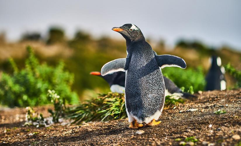 Penguin Rookery Beagle Channel Navigation Tour in Ushuaia (Paso Chico, Isla Martillo)