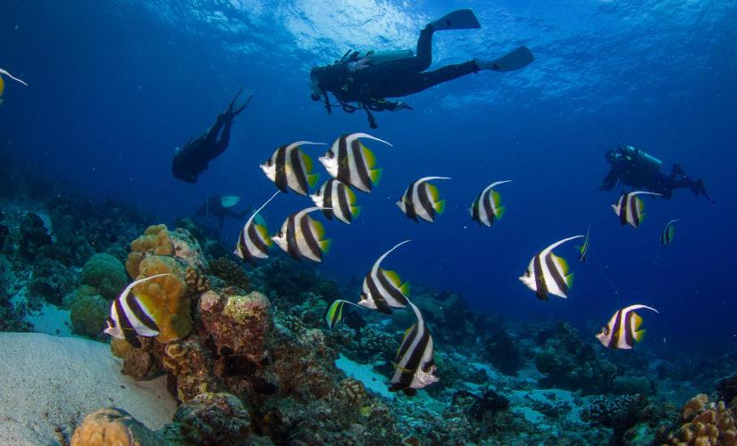 Certified Scuba Expedition