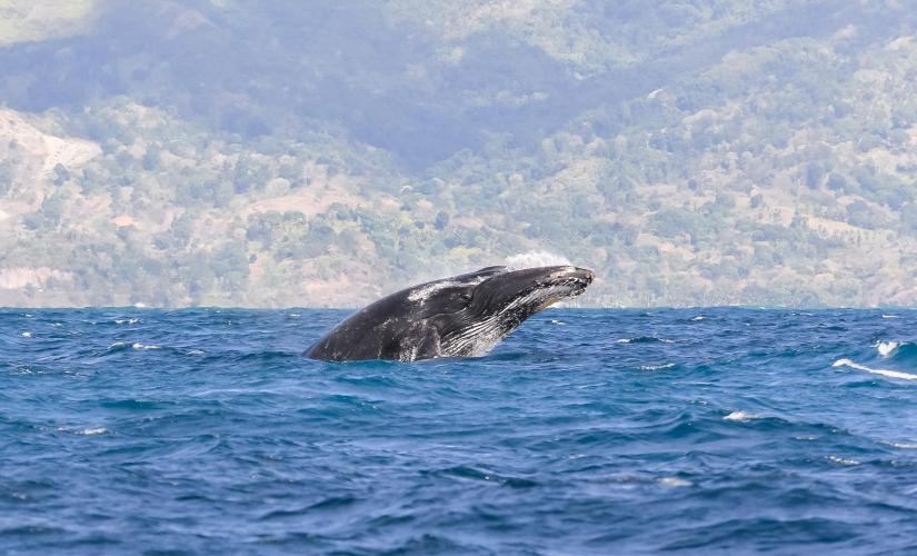 Whale Watching Experience