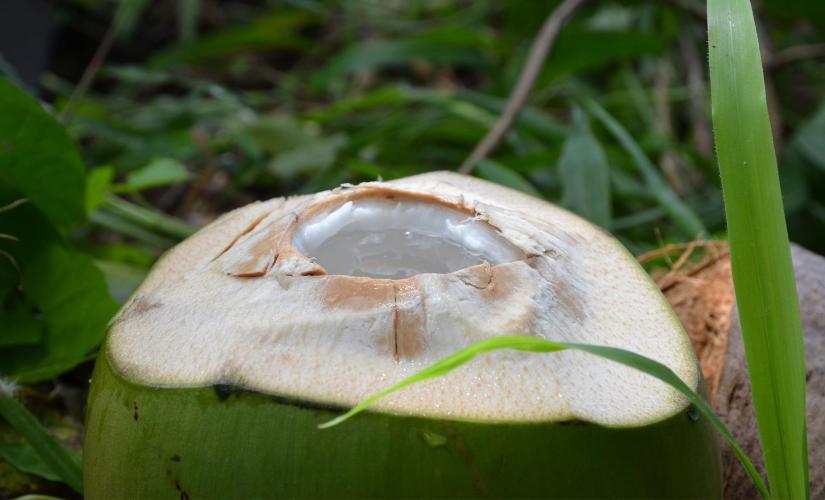 Great Taste of Fiji Tour - Port Denarau