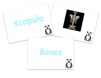 Learn the major bones of the body using these colorful flashcards.