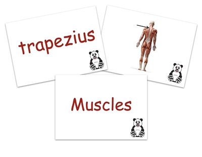 Learn the major muscles of the body using these colorful flashcards.