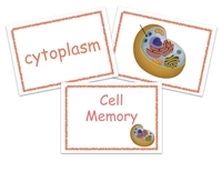 Homeschool Complete All-Inclusive Curriculum Cell Memory Game