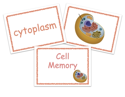 Homeschool Complete All-Inclusive Curriculum Cell Memory Game