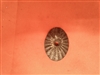 Beretta Silver Pigeon Pump Pistol Grip Cap