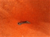 Iver Johnson Shattuck .32 Hand