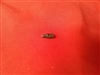 Cooey 84 Firing Pin