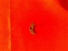 Firestorm Mini Compact .45 Sear
