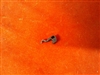 Rossi Plinker Cylinder Stop
