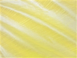 daffodil