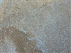 Rain Country Gold Decomposed Granite & Oyster Shell Blend