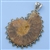Silver Stone Pendant - Shell Fossil