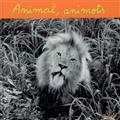 Animal, animots