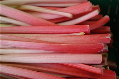 Freshly picked rhubarb