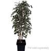 CC502 - Ficus Exotica Variagated