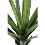 CC504 - Pandanus Green