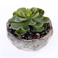 Succulents in a Cement Bowl