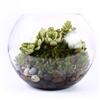 Bubble Glass Succulent Planter