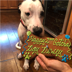 Happy Gotcha Day Dog Birthday Bone