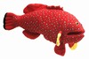 16" Tropical Coral Fish
