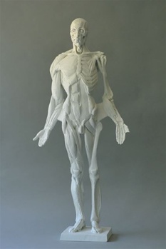 Ecorche Kit with Armature set