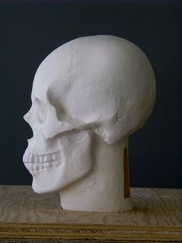 Human Skull