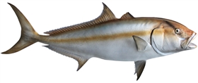 amberjack fishmount