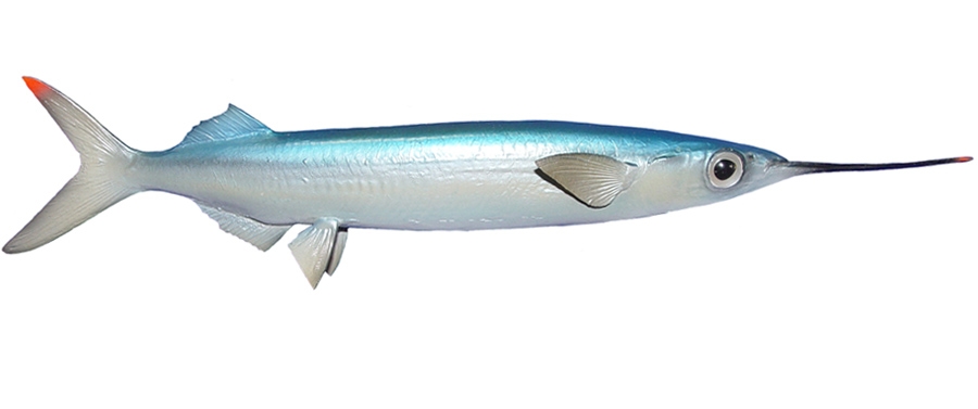 BALLYHOO BAIT FISH