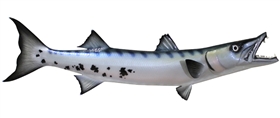 barracuda fishmount