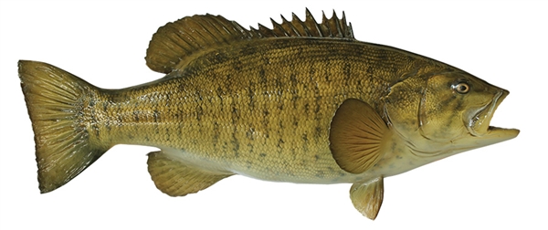 small mouth bass fishmount
