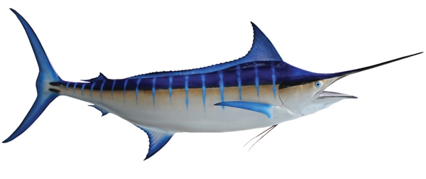 blue marlin fishmount