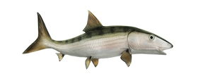 bonefish fishmount