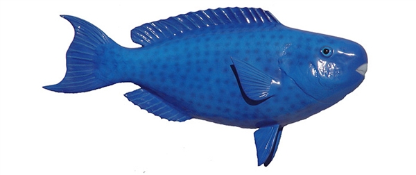 blue parrot fish fishmount