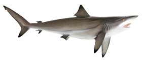 black tip shark fishmount