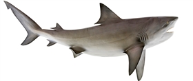 bull shark fishmount