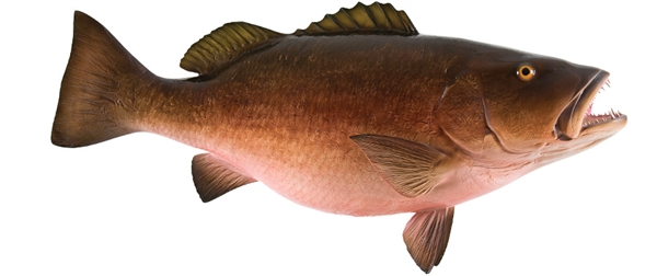 cubera snapper fishmount