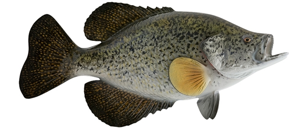 crappie fishmount