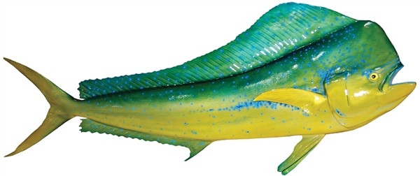 bull dolphin dorado mahi fishmount