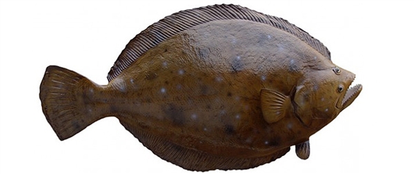 flounder fishmount