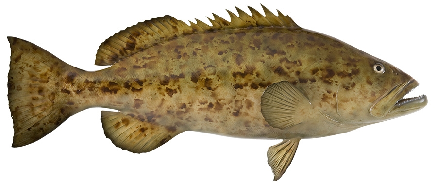 gag grouper fishmount